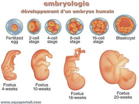 temps spermatozoïdes ovule|Stades du développement fœtal